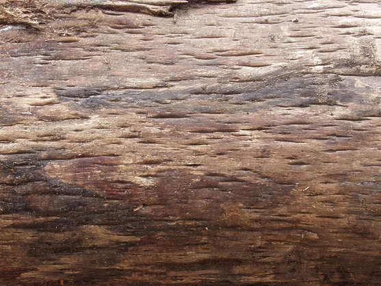 Barkcloseup Free Background Texture Wood Bark Closeup Bare Naked Brown Beige